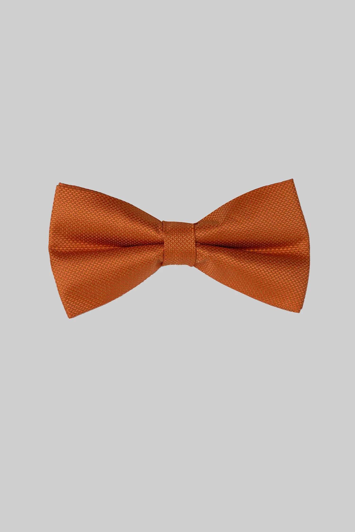 Orange Seidenfliege